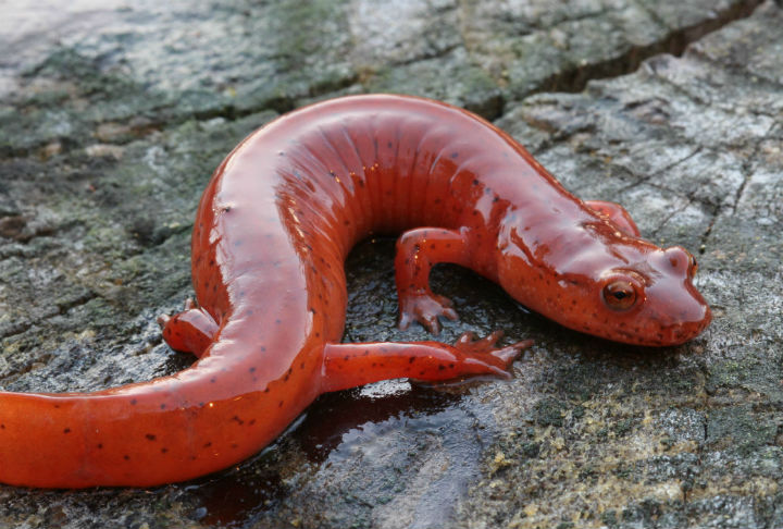 Kentucky Spring Salamander